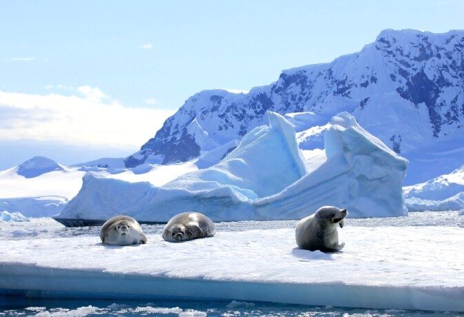 Antarctica Zeehonden