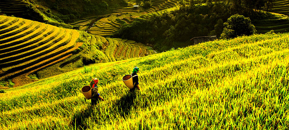 Rijstvelden in Vietnam