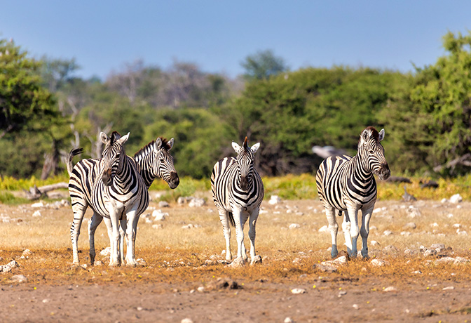 Safari in Namibie excursiereizen