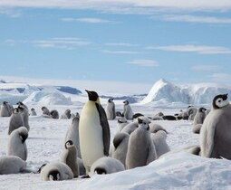 Groepsrondreis Antarctica - Snow Hill eiland