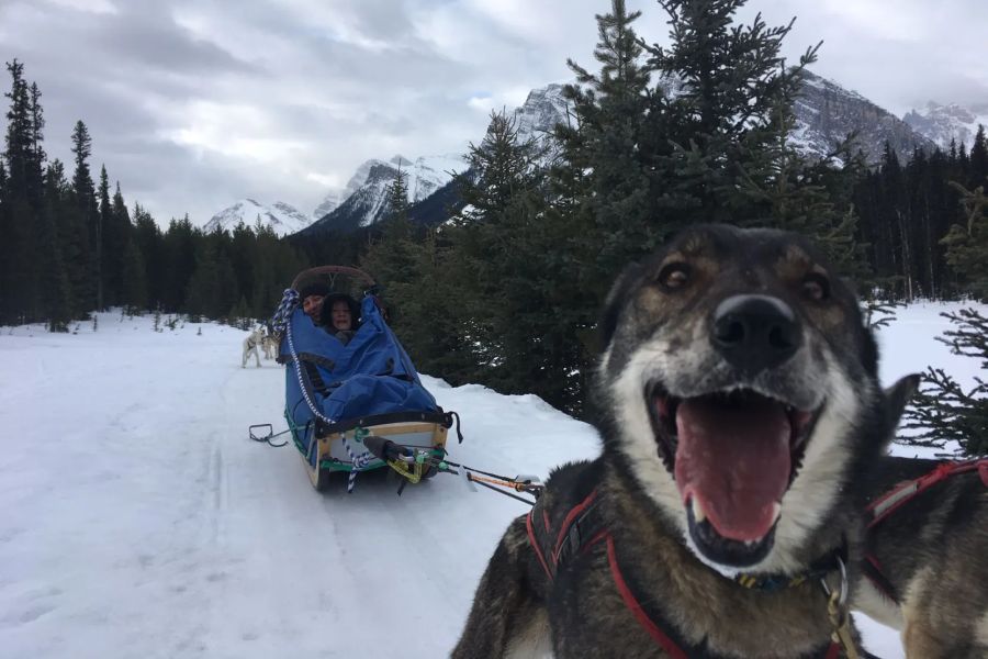Huskysafari vanuit Lake Louise